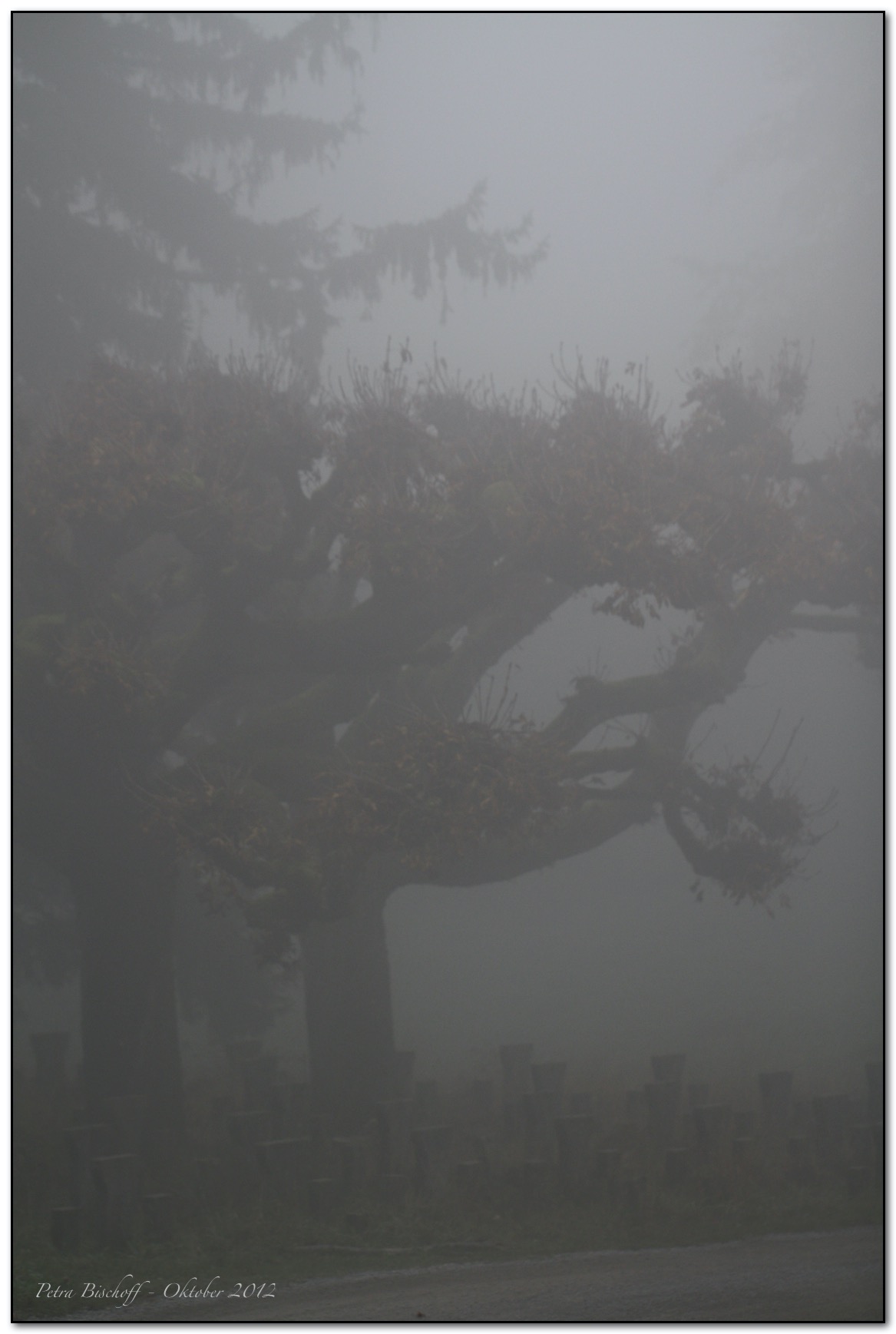 &copy; Petra Bischoff