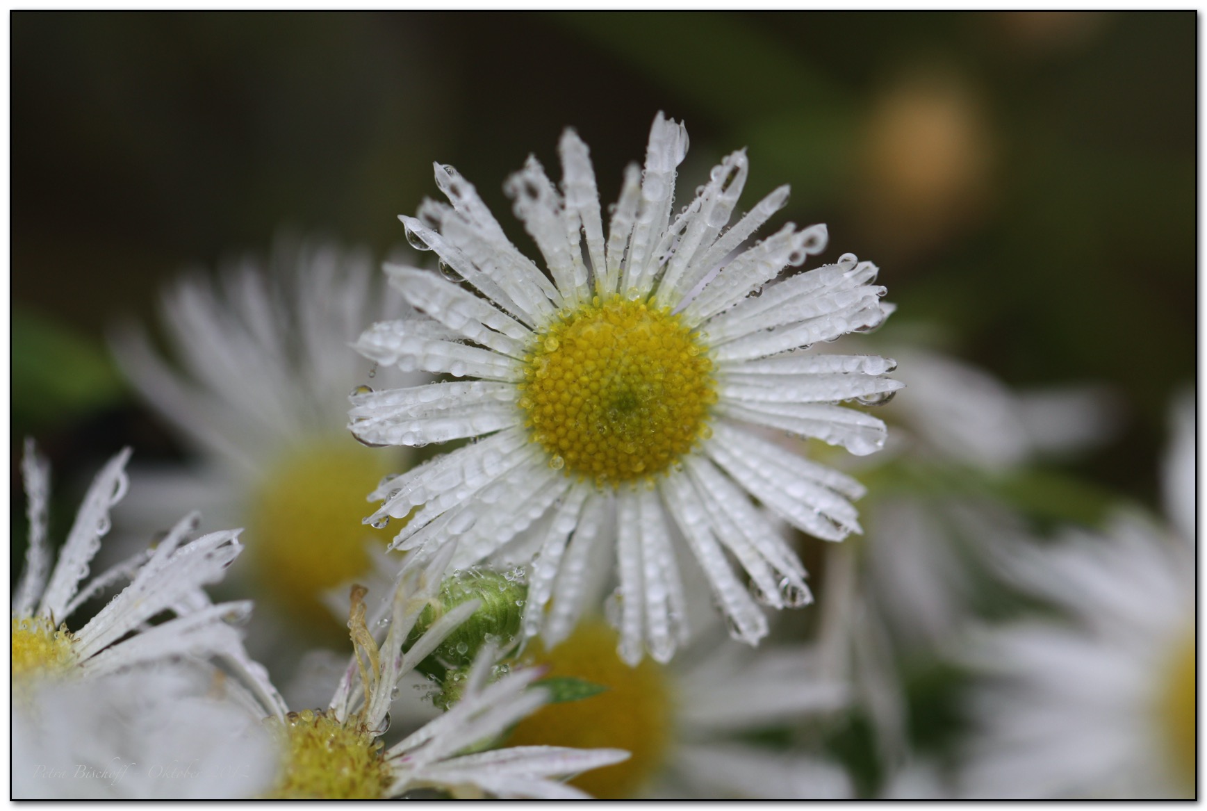 &copy; Petra Bischoff