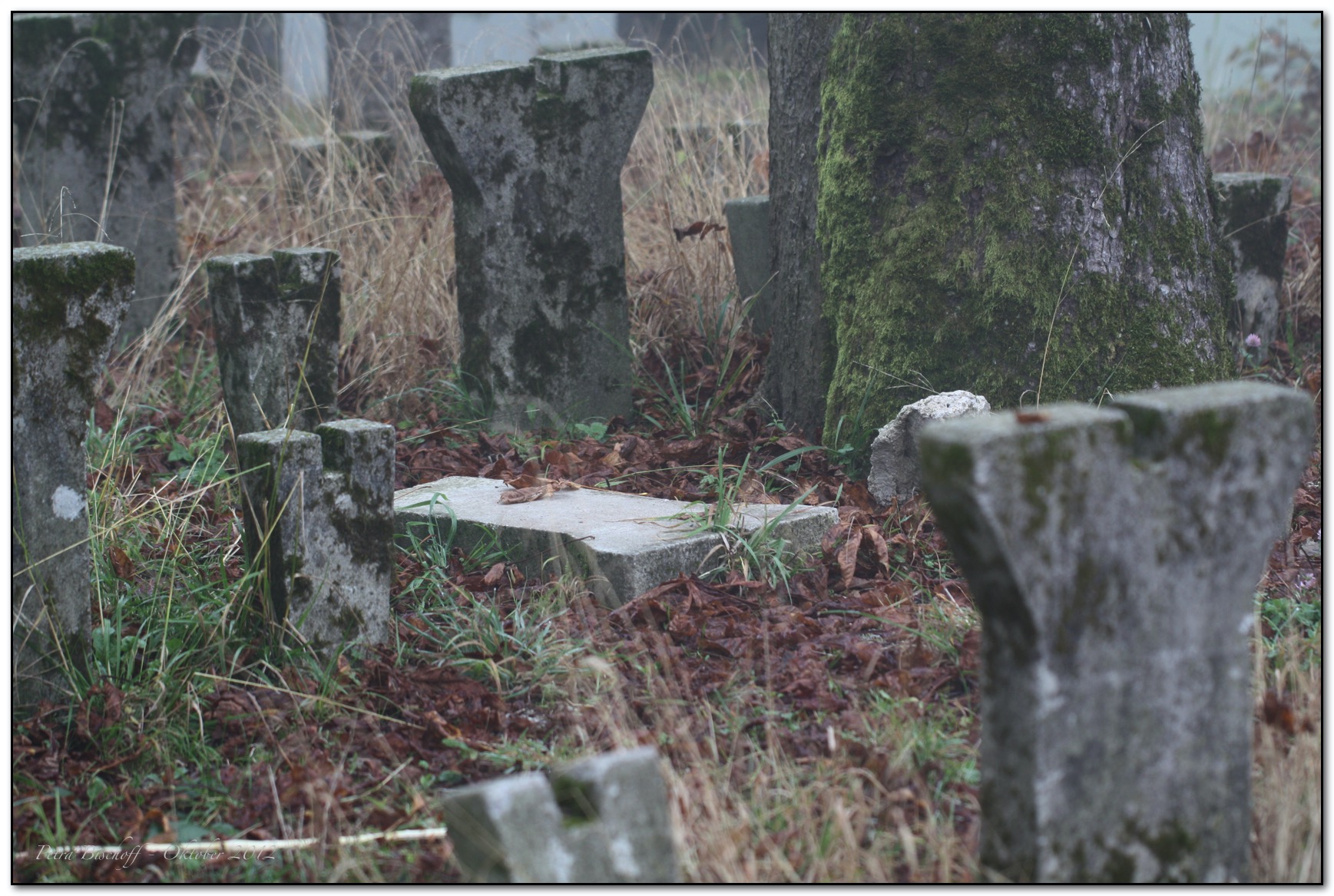 &copy; Petra Bischoff