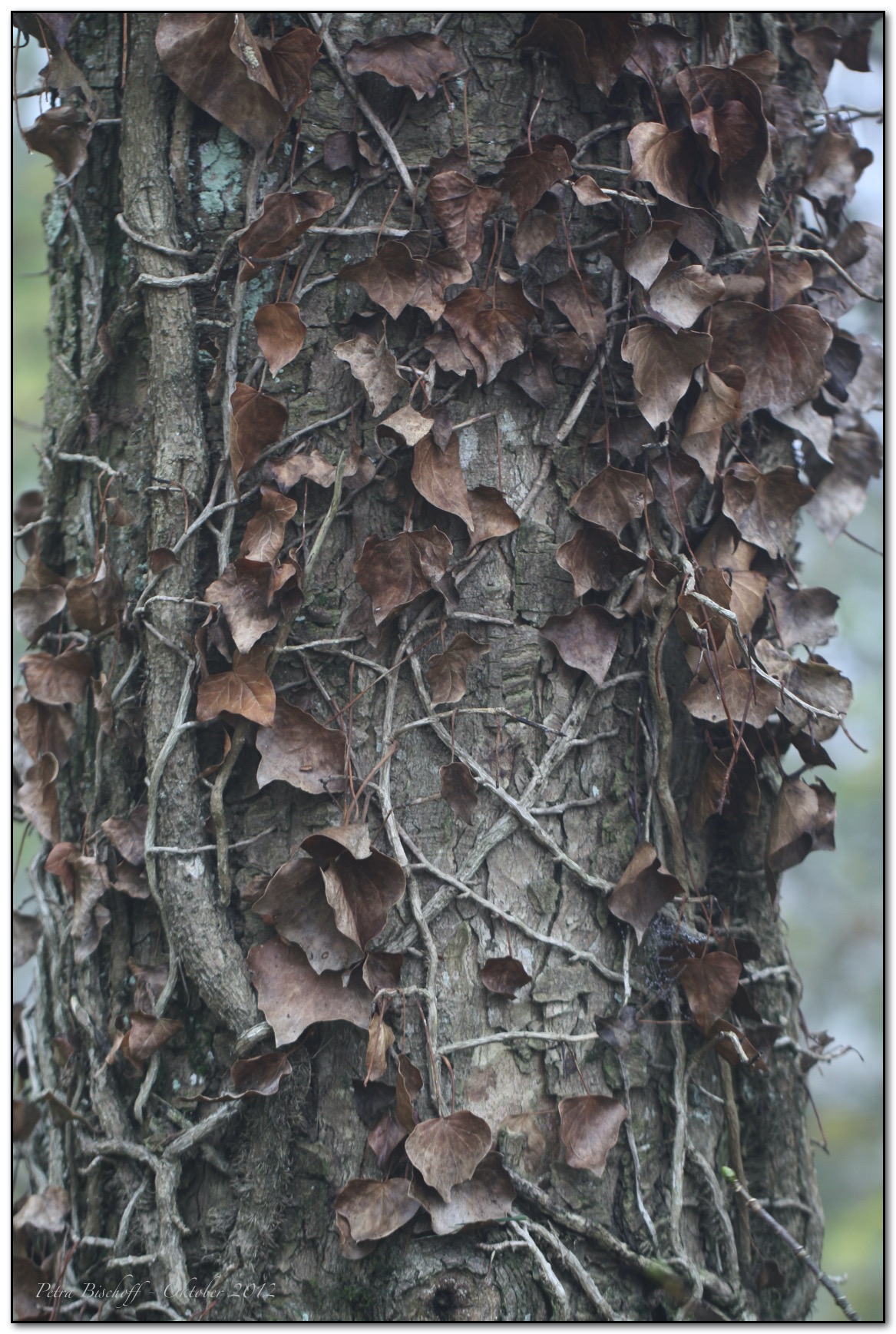 &copy; Petra Bischoff