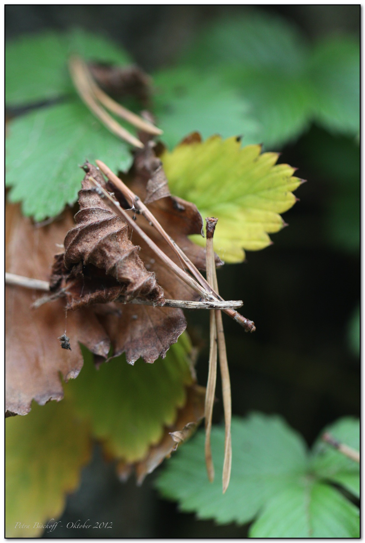 &copy; Petra Bischoff