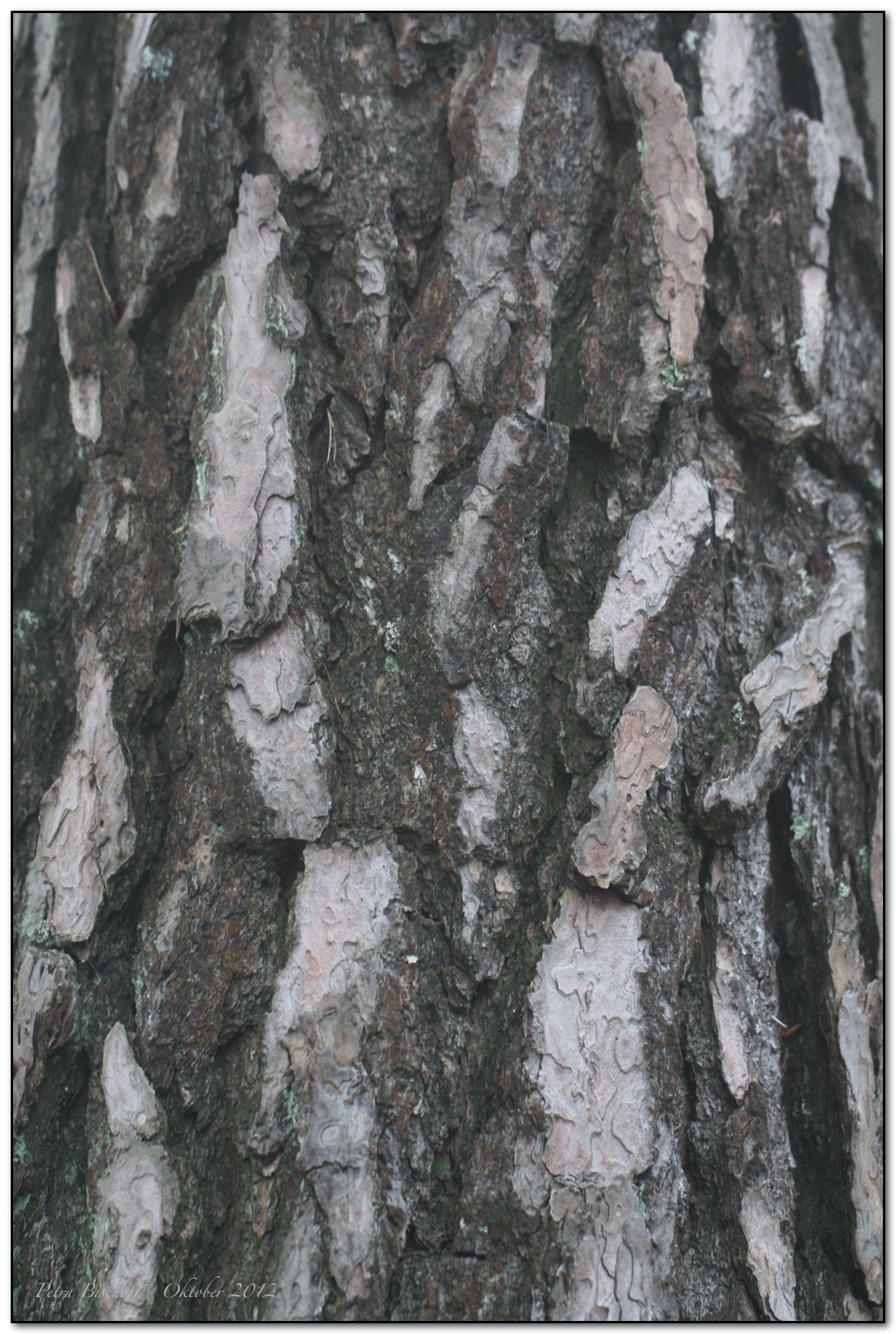 &copy; Petra Bischoff