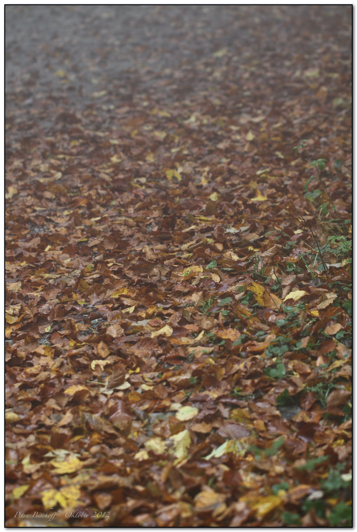 &copy; Petra Bischoff